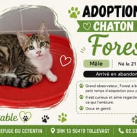 FOREST TIGRE ET BLANC, chat à adopter