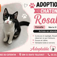 ROSALIE (Réservée), chatte à adopter