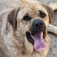 SHIFU, chien à adopter