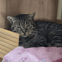 ARAKIRI, chat à adopter