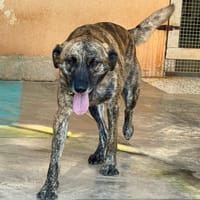 SEVEN, chien à adopter