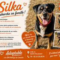 SILKA, chien à adopter