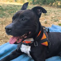 BLACK PAA24293, chien à adopter