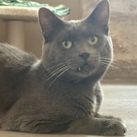 GRISOU, chat à adopter