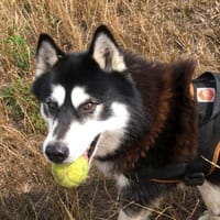 ILKY, chien à adopter