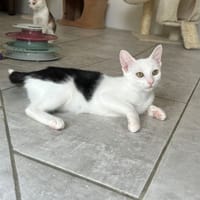 Beetle, chatte à adopter