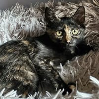 Tadaa, chatte à adopter
