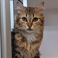 MARIE, chatte à adopter