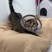 NOCCIO, chat à adopter
