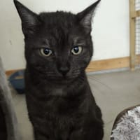 TALIA, chatte à adopter