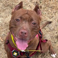 ZIRA, chienne à adopter