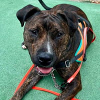 ETNO dit ALTAS, chien à adopter