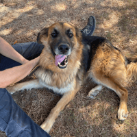 LYS, chien à adopter