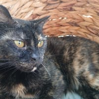IRIS 2, chatte à adopter