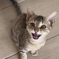SION, chat à adopter