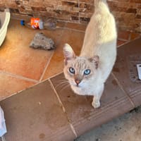 POLO, chat à adopter