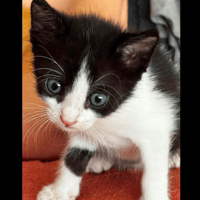 KOBY, chat à adopter