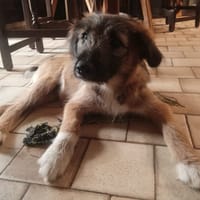 CRAQUOTTE, chienne à adopter