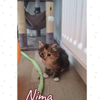 nima, chatte à adopter