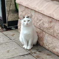 Liebster Katerle Ilyusha, Kater zur Adoption