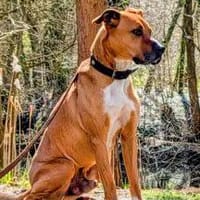 DUKE, lieber Kerl mit viel Energie, Hund zur Adoption