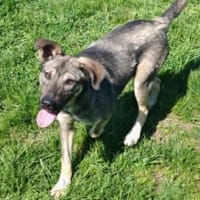 Charmante Ruby sucht Zuhause, Hündin zur Adoption
