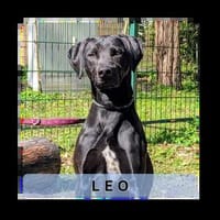 LEO, bildhübsches, schwarzes Energiebündel, Hund zur Adoption