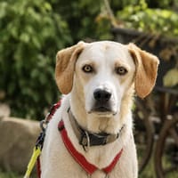 Geko sucht sein Zuhause, Hund zur Adoption