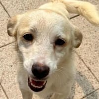 BILLY-süßer Jung-Rüde, ein wahrer Sonnenschein, Hund zur Adoption