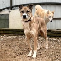 Komm n. Herbolzheim um tollen Tim kennenzulernen, Hund zur Adoption