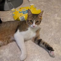 Verschmuster Nikki wartet noch auf seine Menschen, Kater zur Adoption