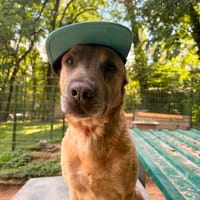 CANIS, ruhiger Vertreter seiner Rasse, Hund zur Adoption