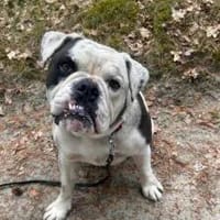 Herbert, lustige Knutschkugel, Hund zur Adoption