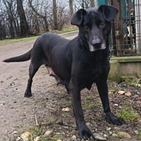 Zum Tode verurteilt  weil sie Mama, Hündin zur Adoption