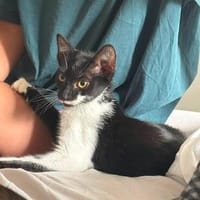 🐱 Inge sucht ihr für immer Zuhause ❤, Katze zur Adoption