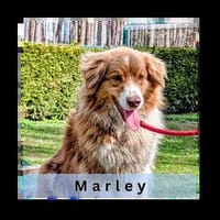 MARLEY, Hund zur Adoption