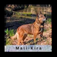 KIRA, Seniorin mit Dienstmarke, Hündin zur Adoption
