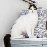 Katana, Katze zur Adoption