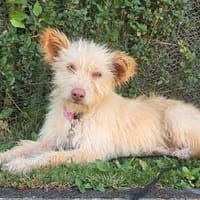 Katzenverträgliche Traumhündin Kaya (11 Mon.) sucht DICH!, Hündin zur Adoption
