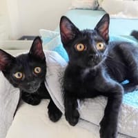 Drei kleine Kater suchen ihr Glück, Kater zur Adoption