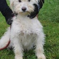 Lirie - goldige Wuschelhündin, Hündin zur Adoption