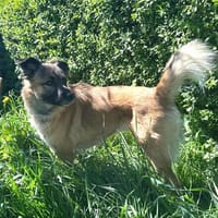 Honey sucht ein neues Zuhause, Hündin zur Adoption
