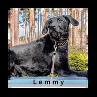 LEMMY, ein ganz besonderes Kerlchen, Hund zur Adoption