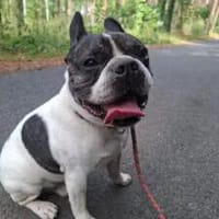 Phil, Franzose pur, Hund zur Adoption