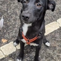 Milka - in 51429 Bergisch Gladbach, DE, Hündin zur Adoption