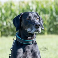 Senior Zorro sucht Zuhause für seinen Lebensabend, Hund zur Adoption