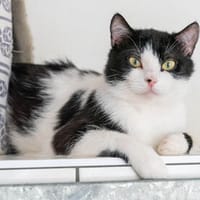 Deadshot, Kater zur Adoption