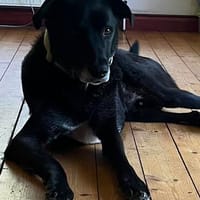 Pablo, großer Kerl mit einem ganz großen Herz, Hund zur Adoption