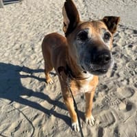 Robin sucht ein Zuhause, Hund zur Adoption