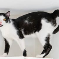 Joker, Kater zur Adoption
